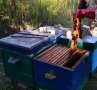 Завершена серия тренингов по пчеловодству