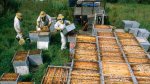 Как украинские пчеловоды используют PR-технологии?